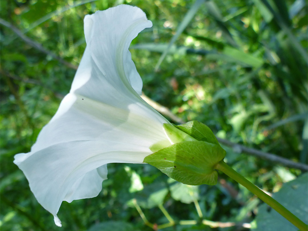 Conical flower