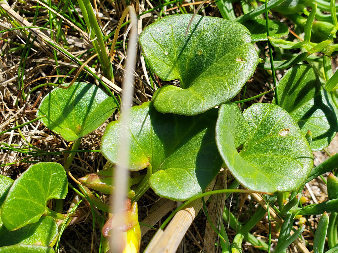 Bright green leaves