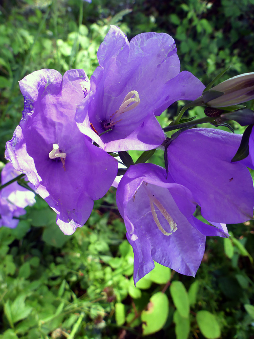 Large flowers