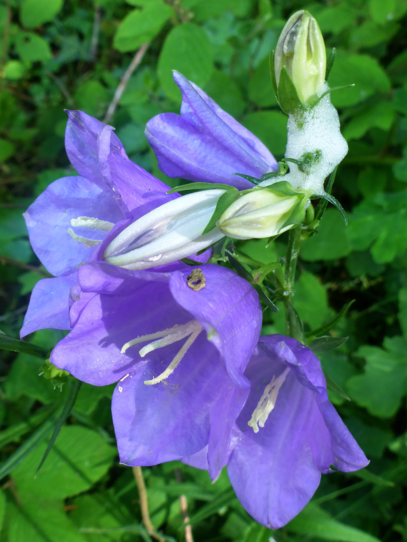 Flowers and buds