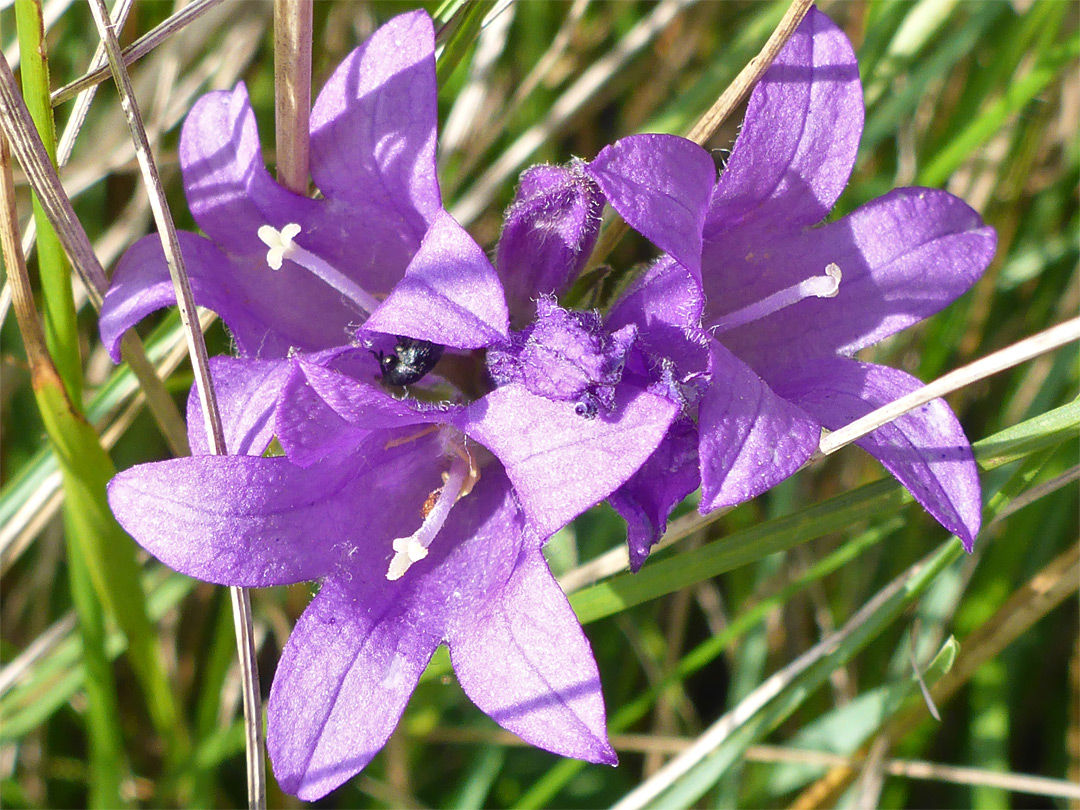 Nettle-leaved bellflower