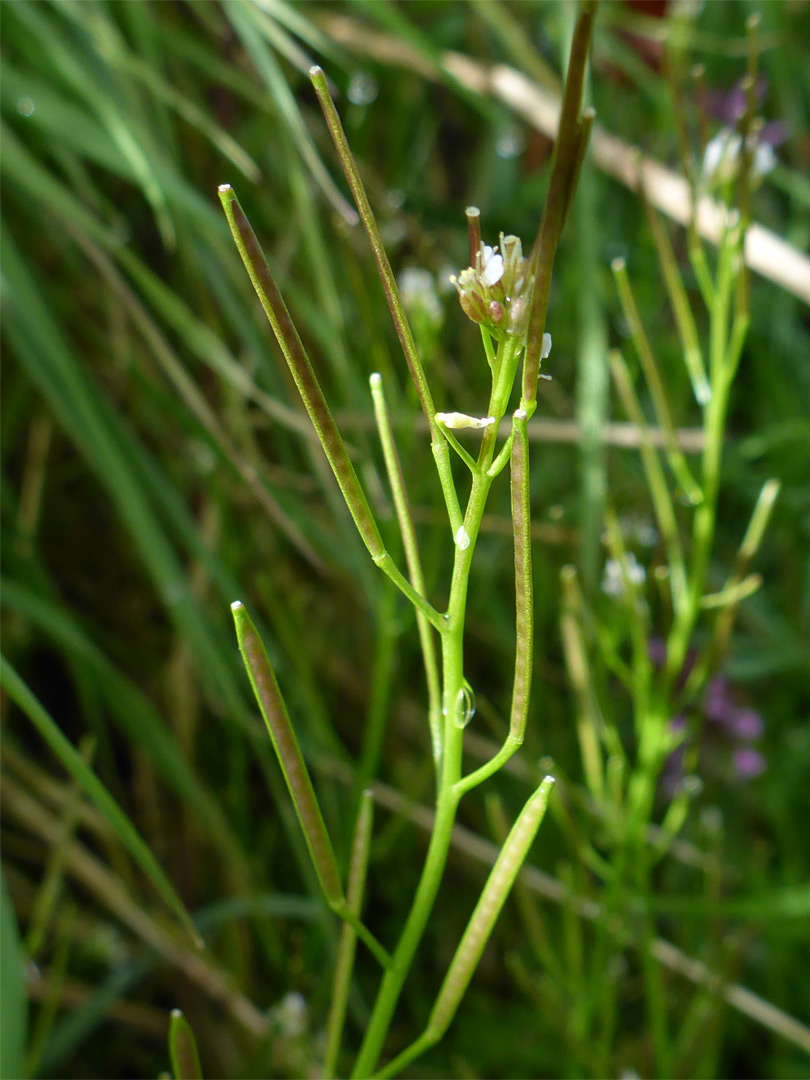 Upwards-pointing fruit