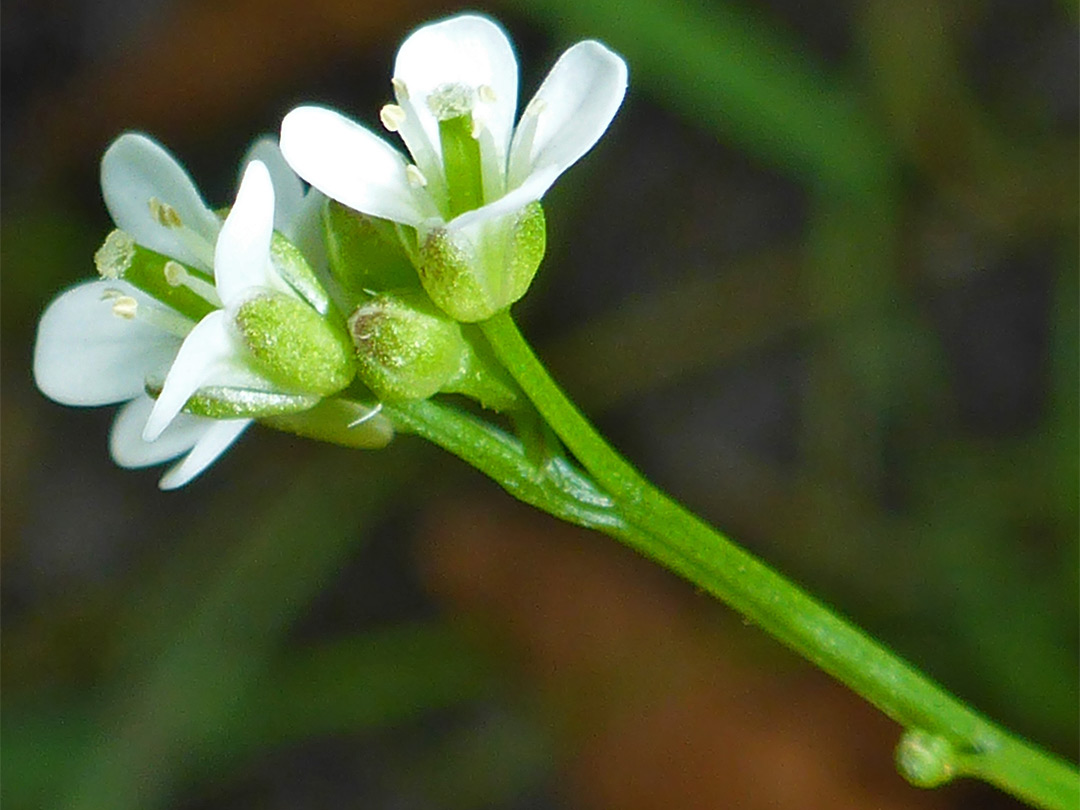 White flowers