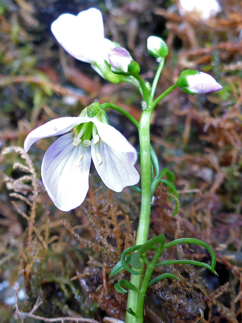 Buds and flowers