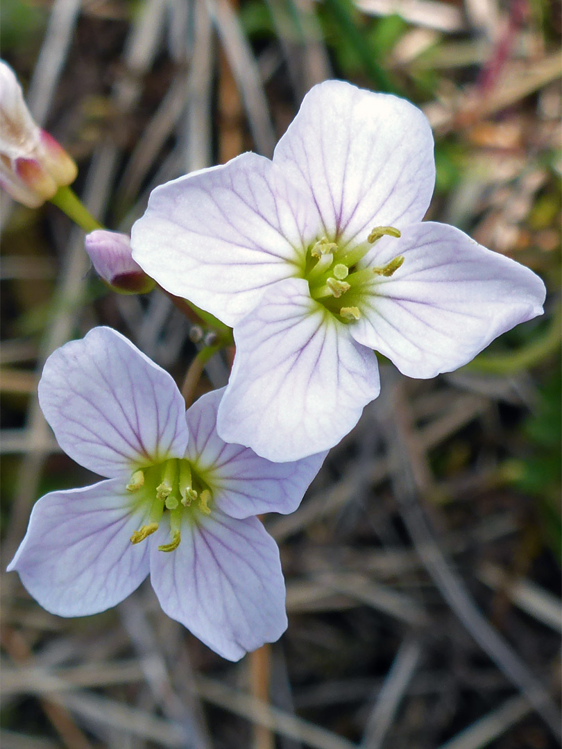 Two flowers