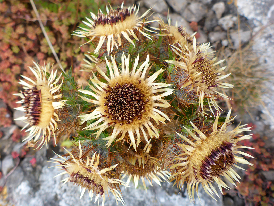 Carline thistle