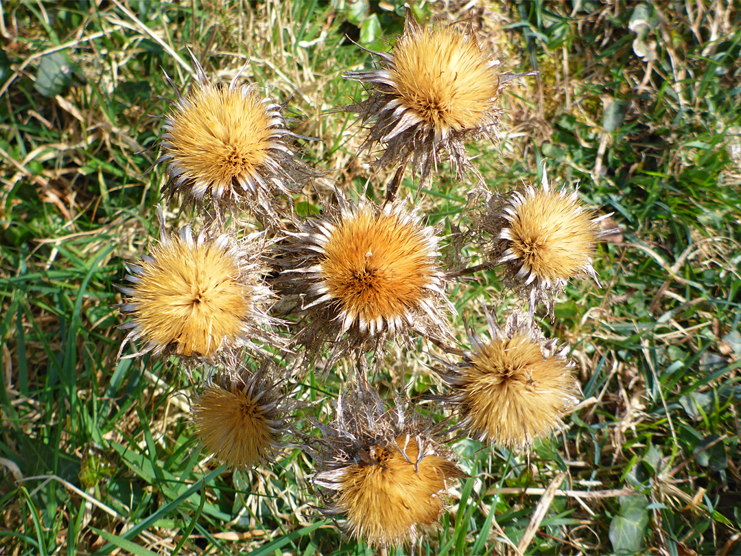 Cluster of flowerheads