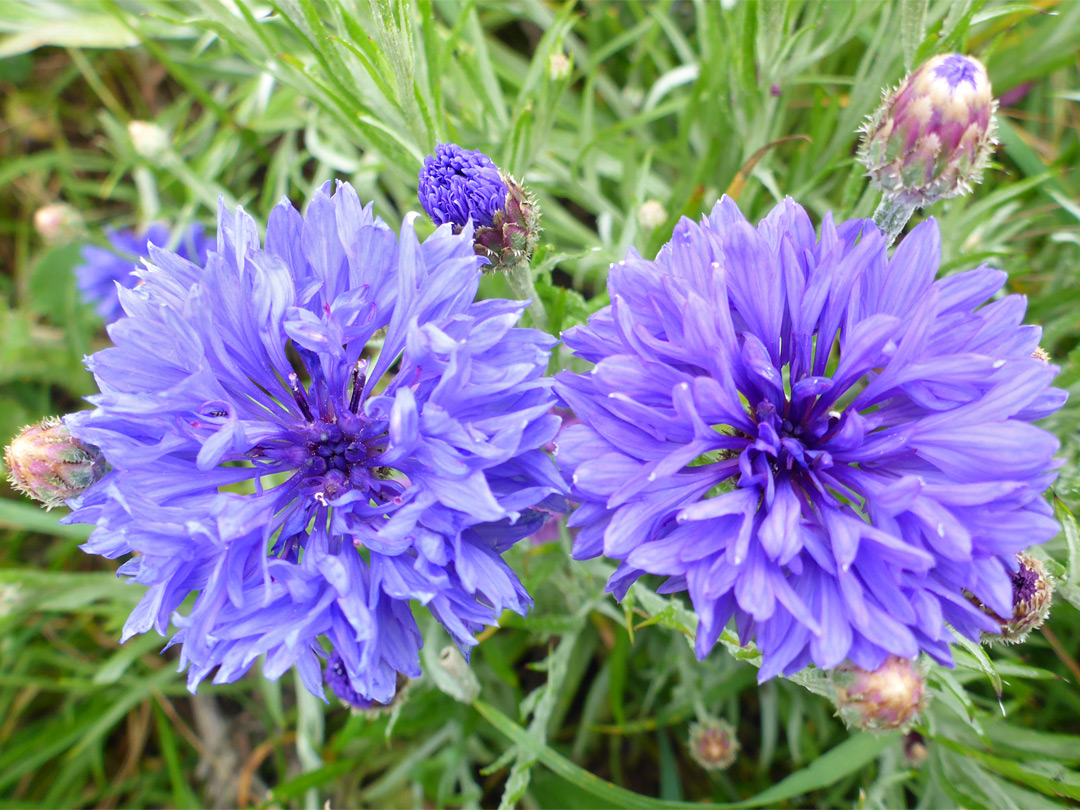 Two flowerheads