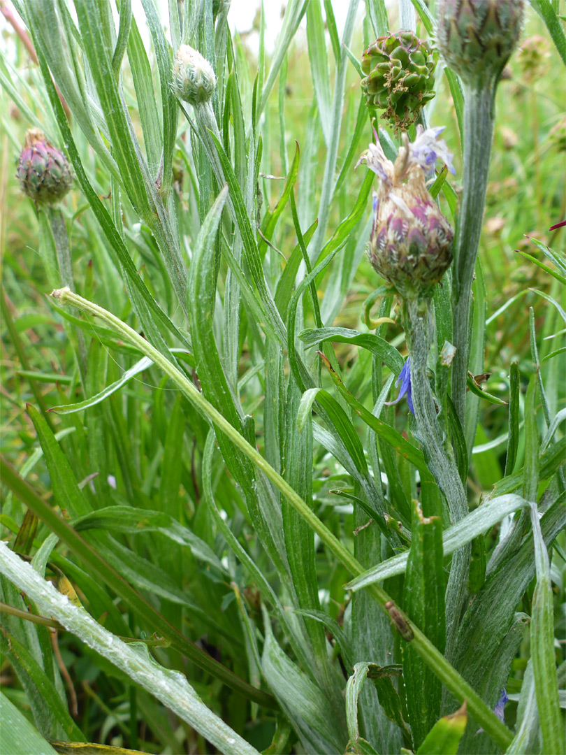 Stems and leaves