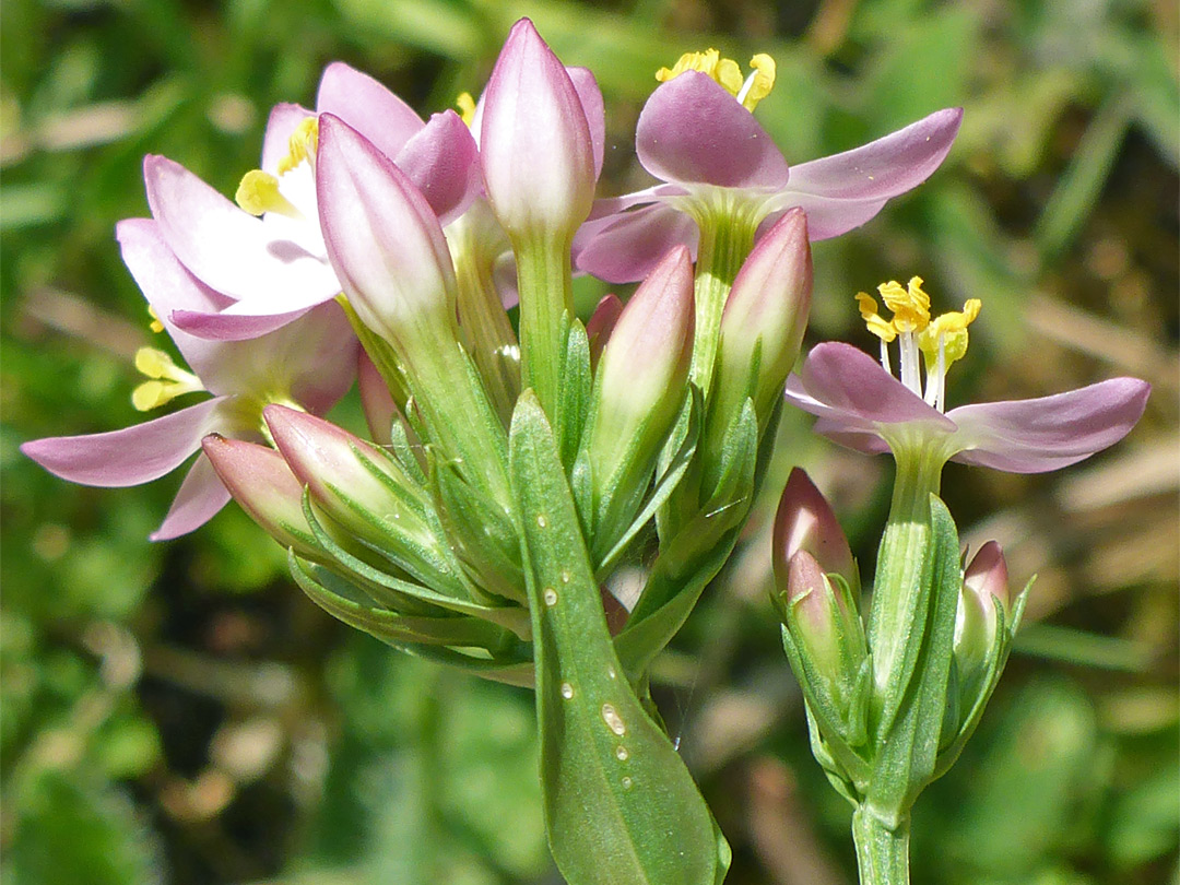 Flowers and bracts