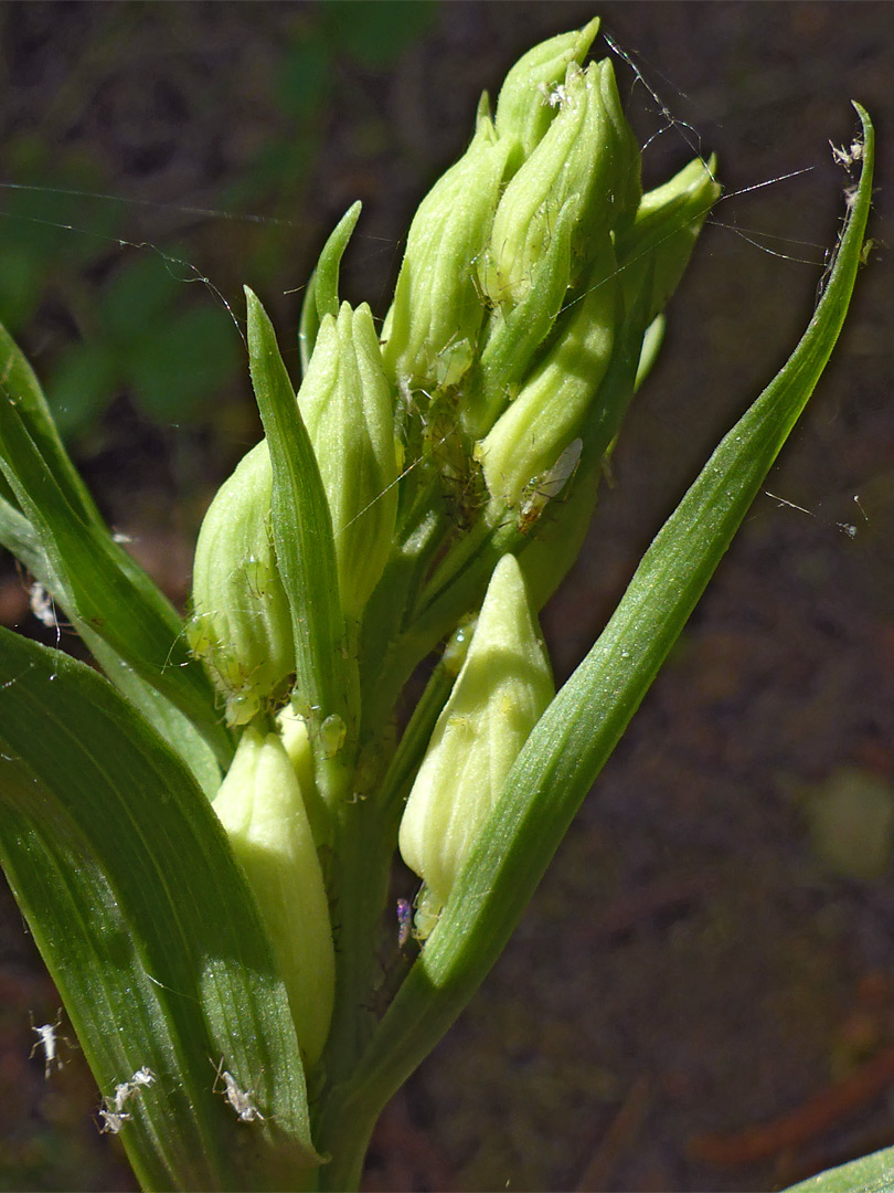 Greenish-white buds