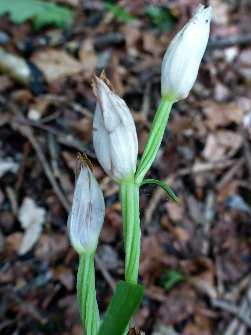 Three flowers