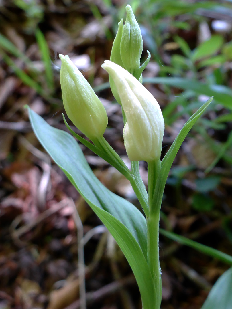 White helleborine