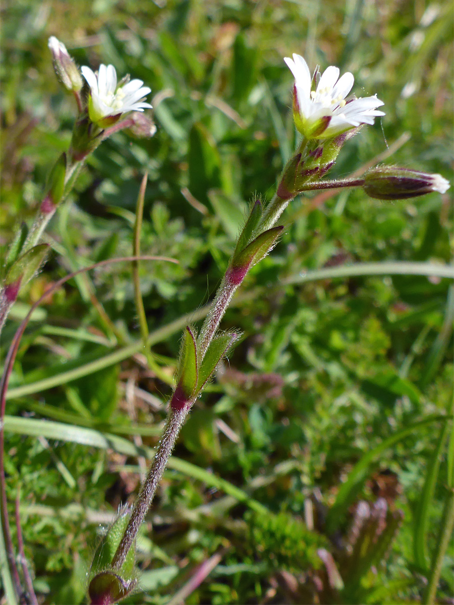 Sticky mouse-ear chickweed