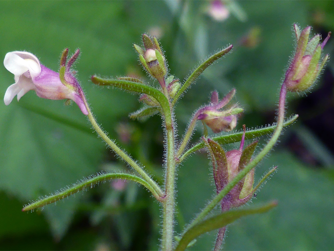 Hairy stem, leaves and pedicels