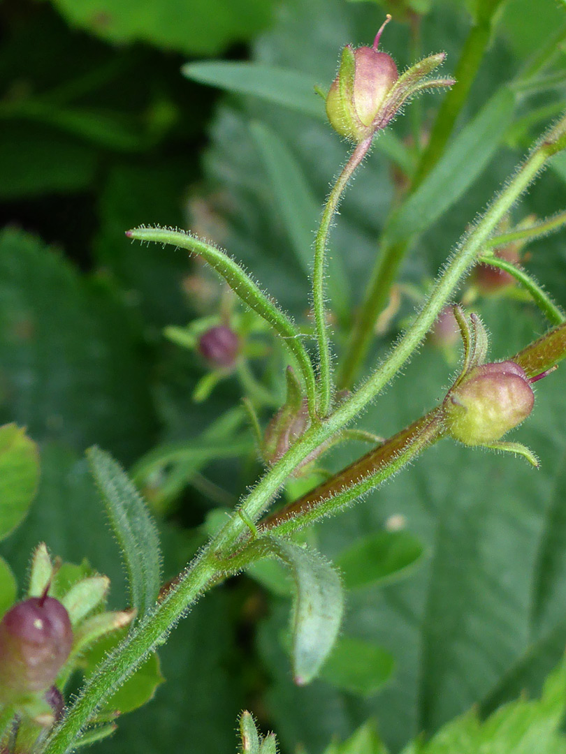 Developing fruits