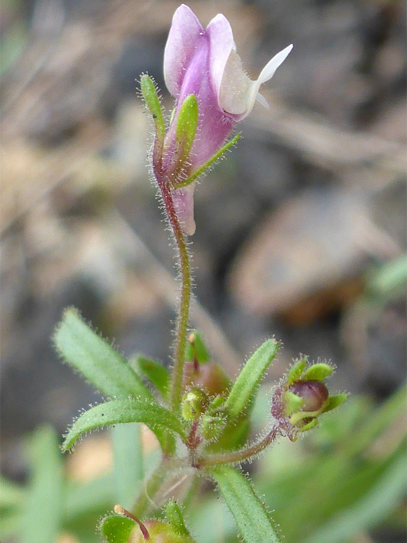 Leaves and stem