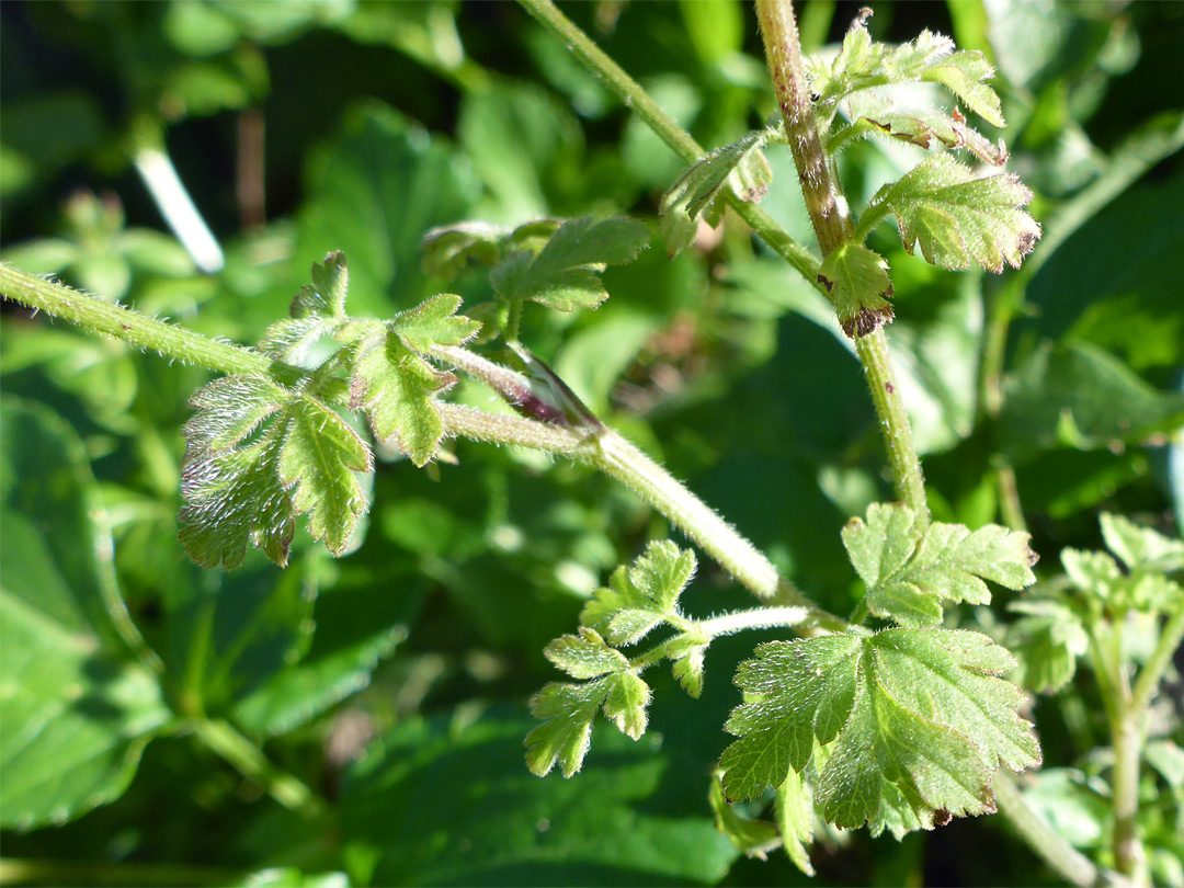 Hairy leaves