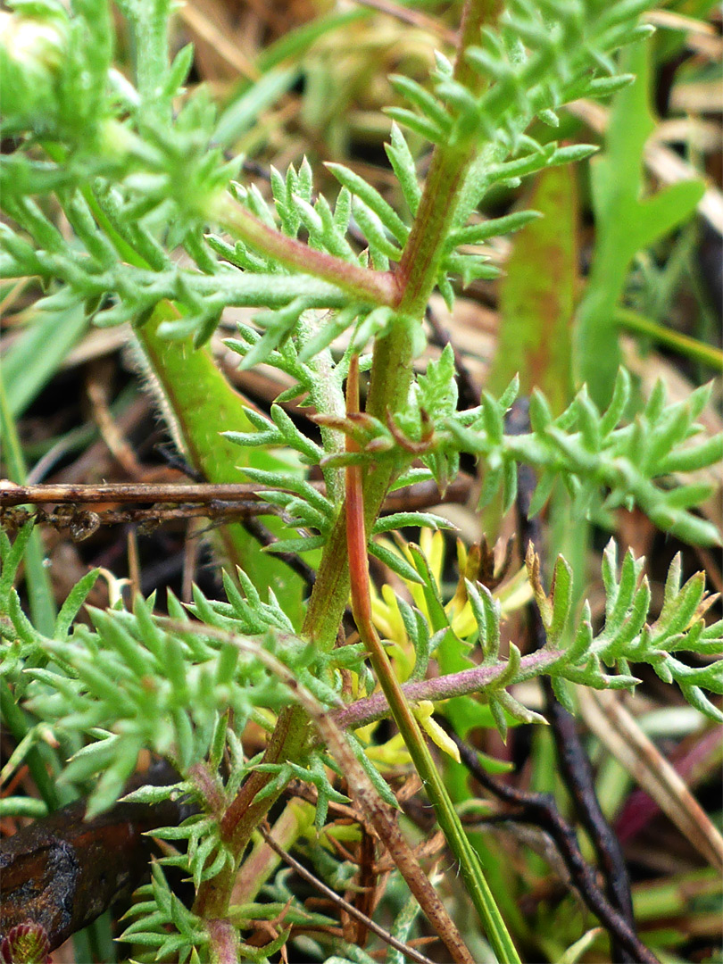 Stem and leaves