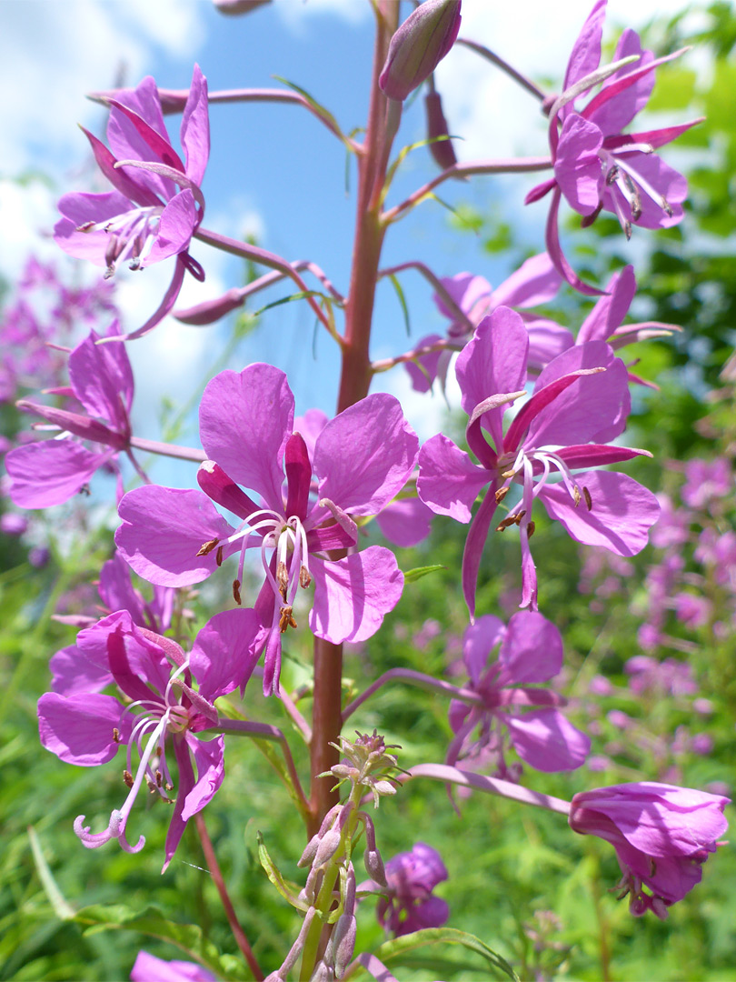 Bright pink flowers