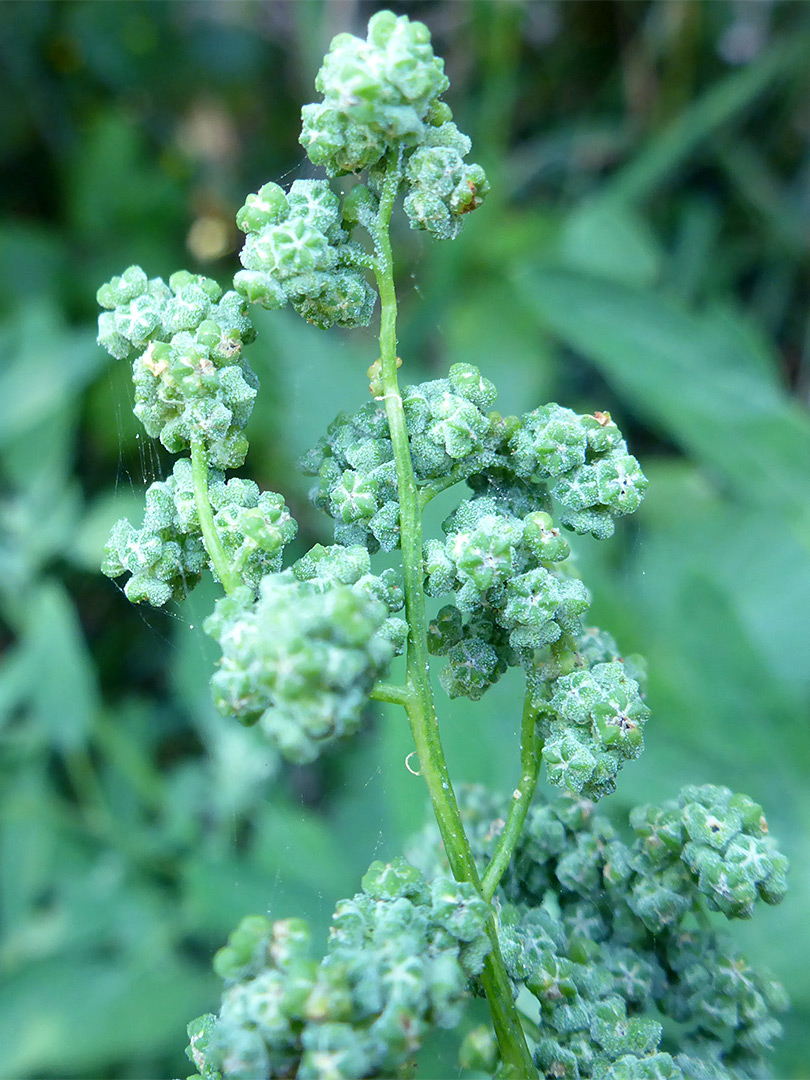 Greenish inflorescence