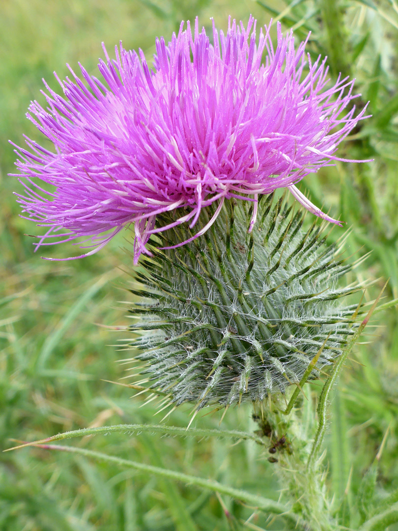 Mature flowerhead