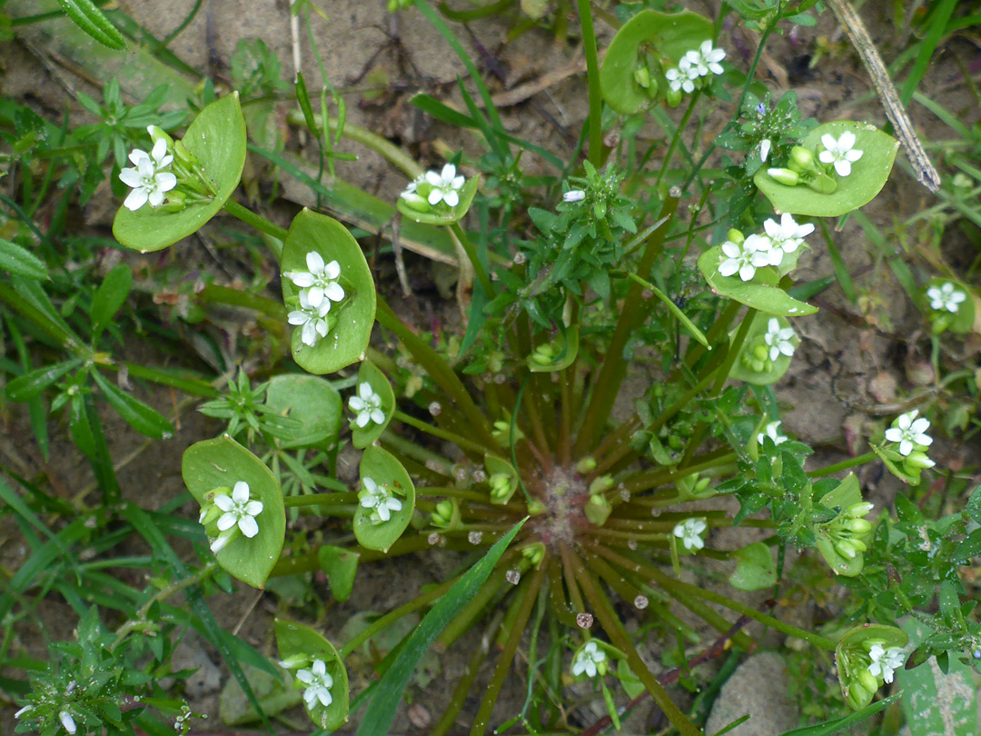 Many flowering stems