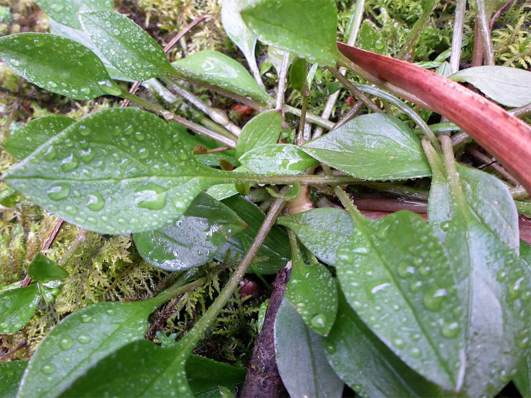 Basal leaves