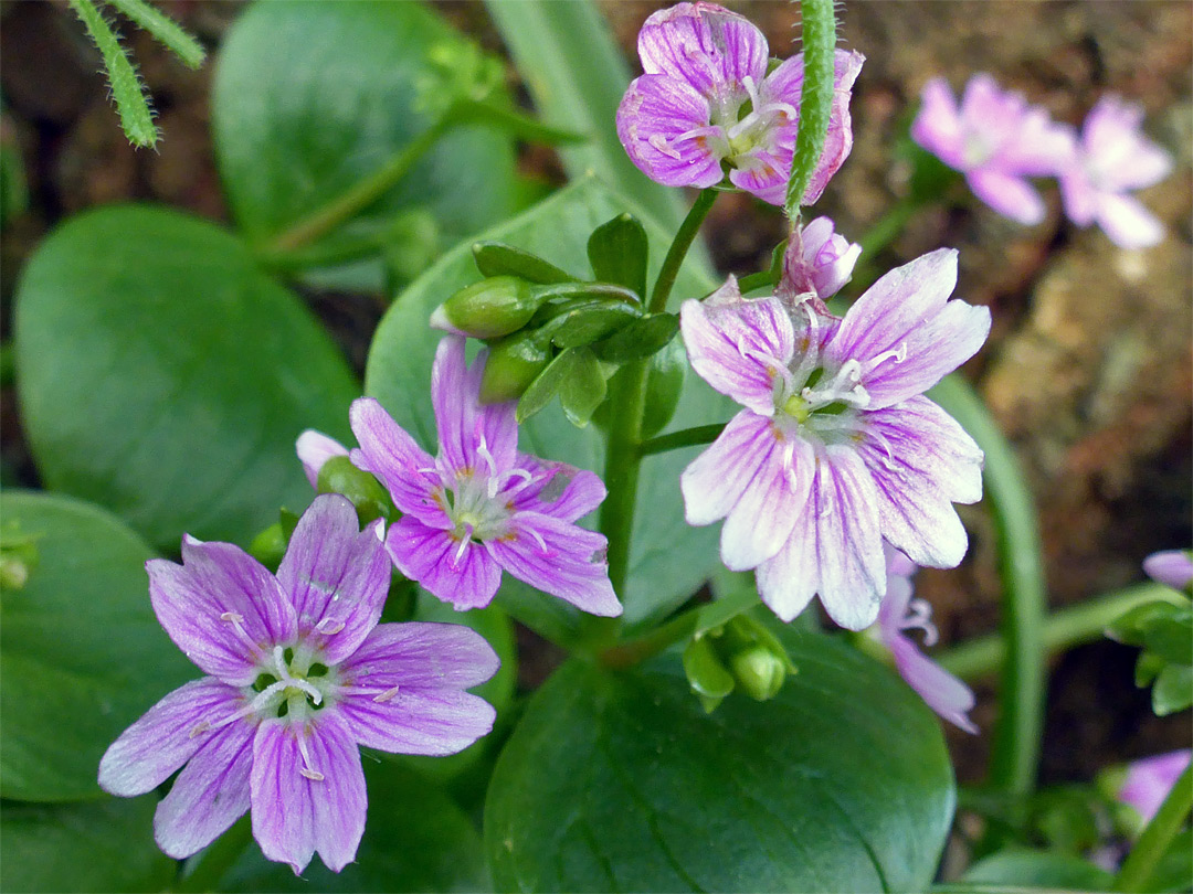 Group of flowers