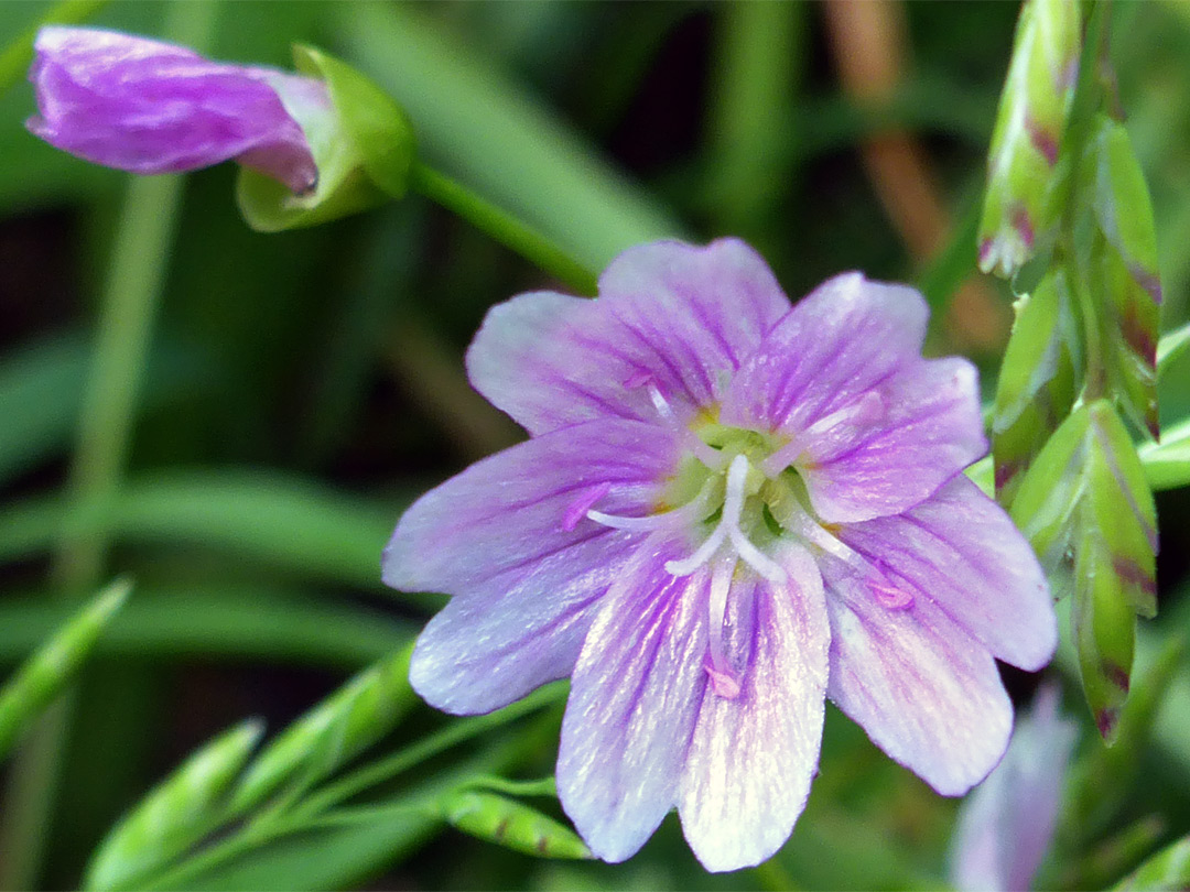 Pale pink flower