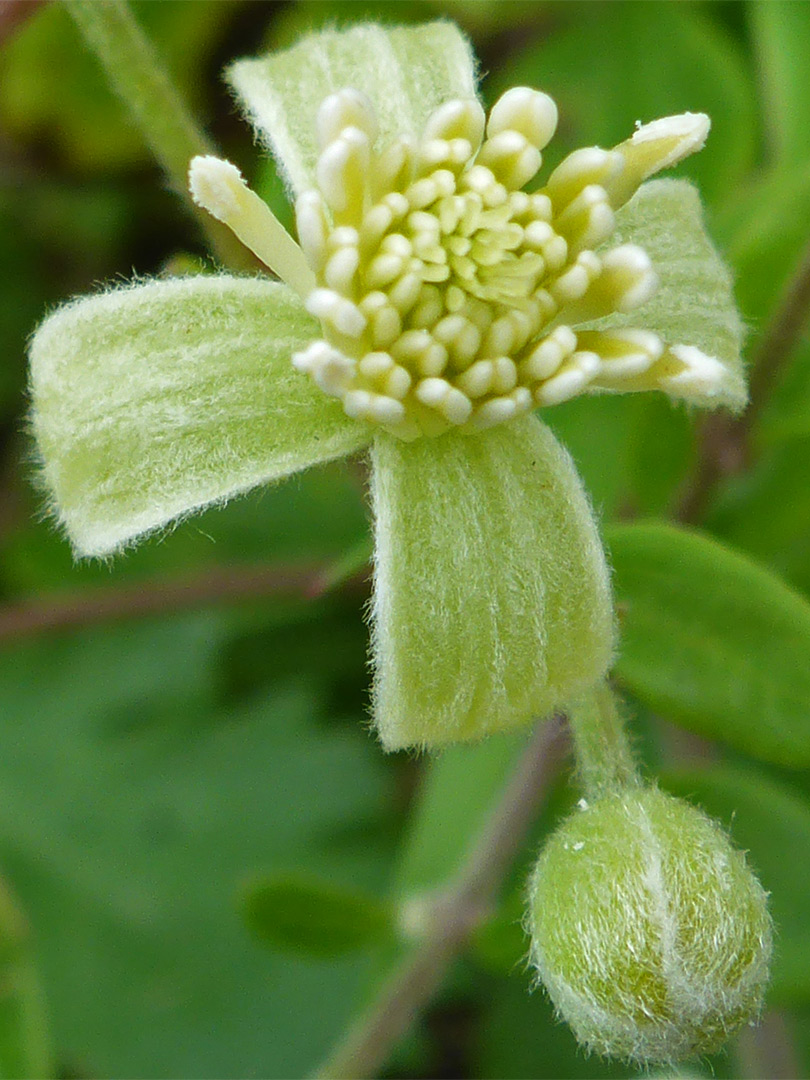 Four-petalled flower