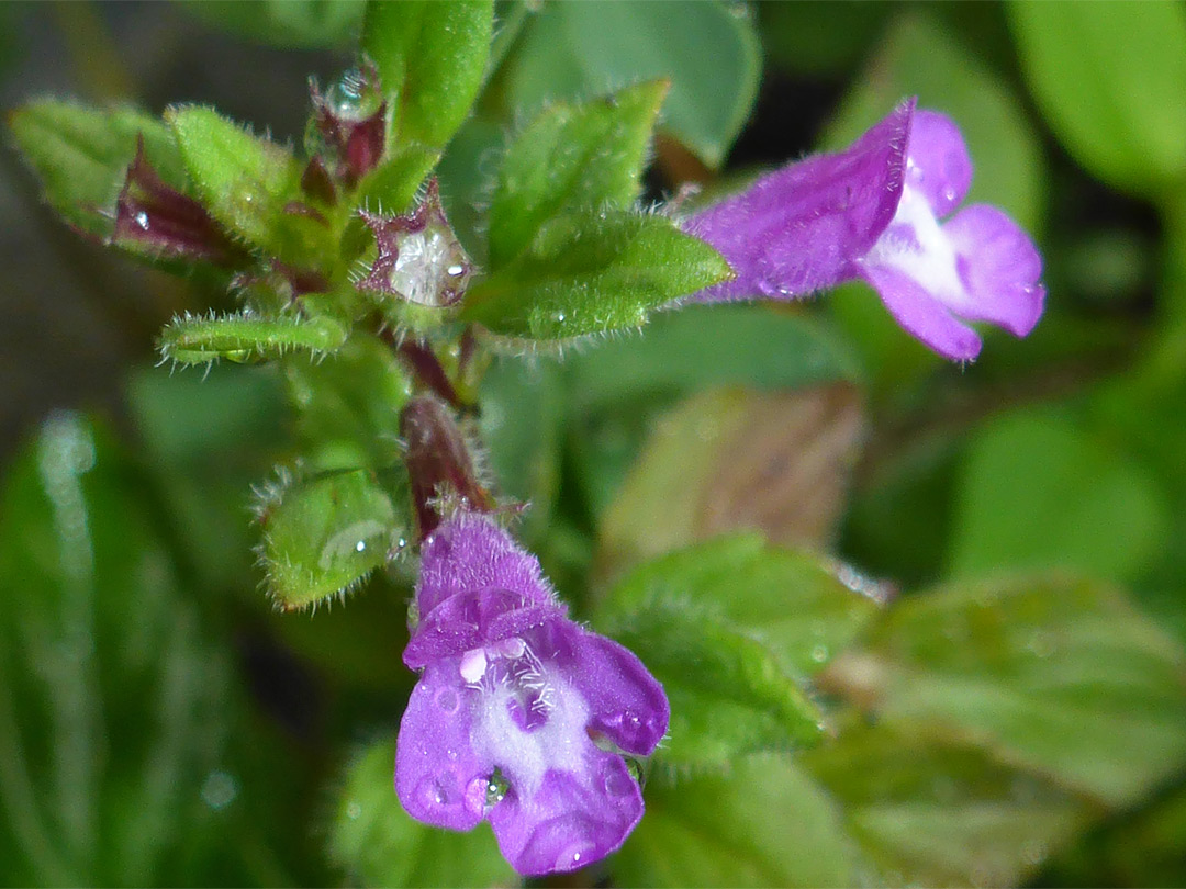 Two flowers