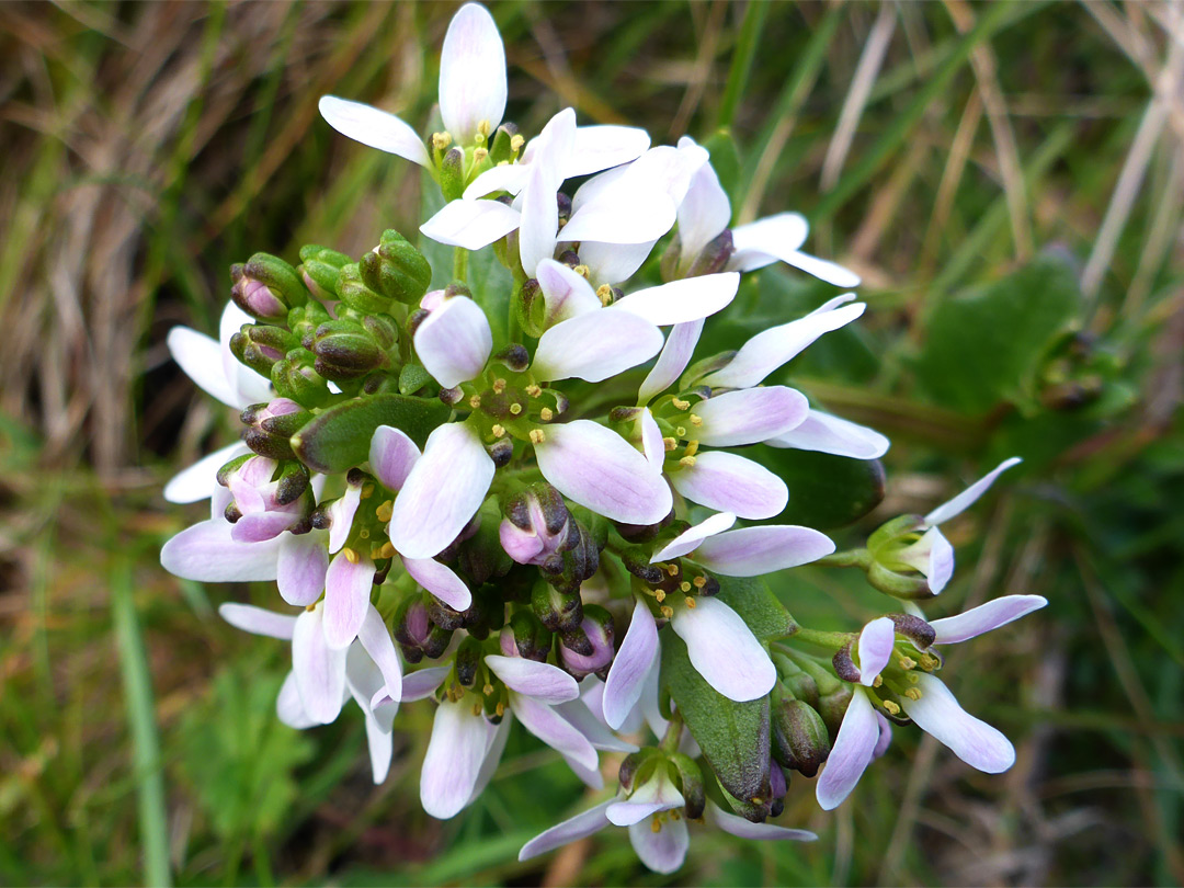 Clustered flowers