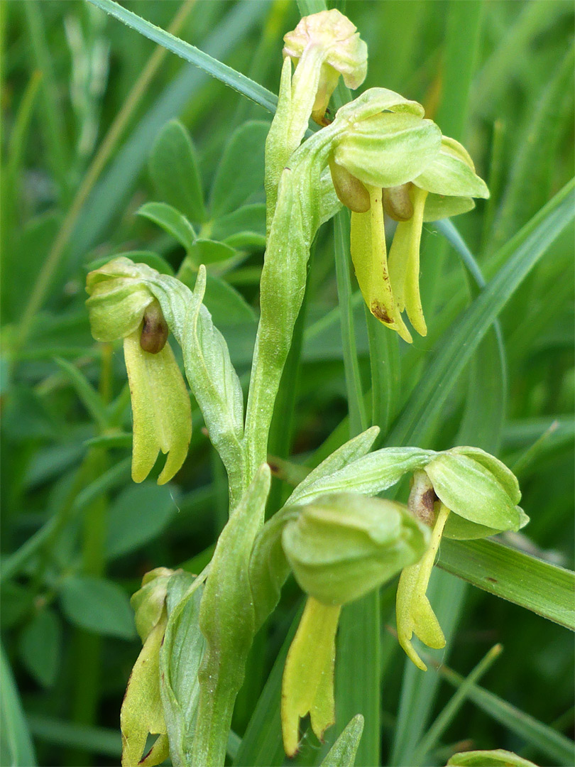 Yellow-green flowers