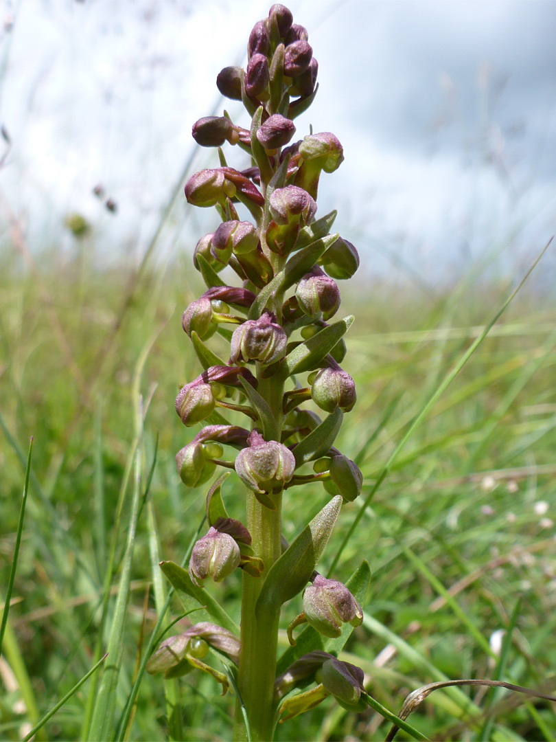 Frog orchid