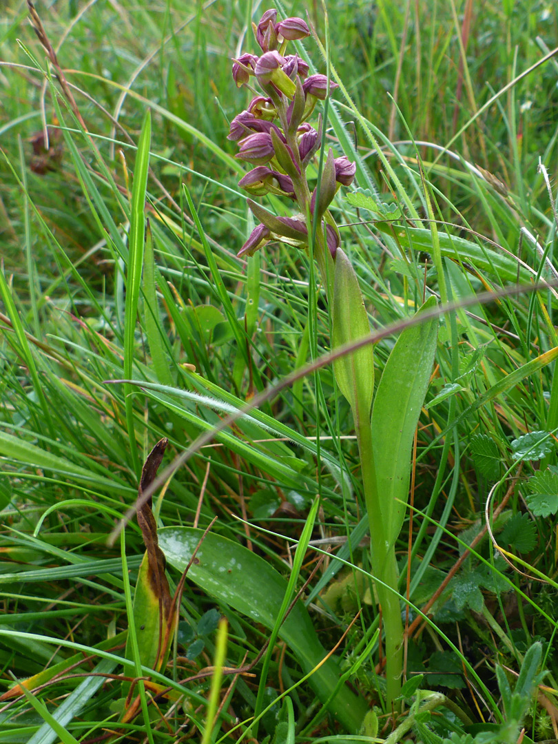 Flowers and leaves