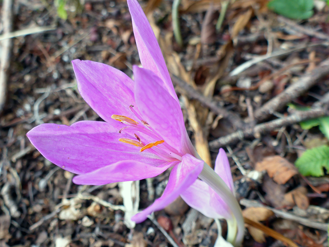 Leafless flower