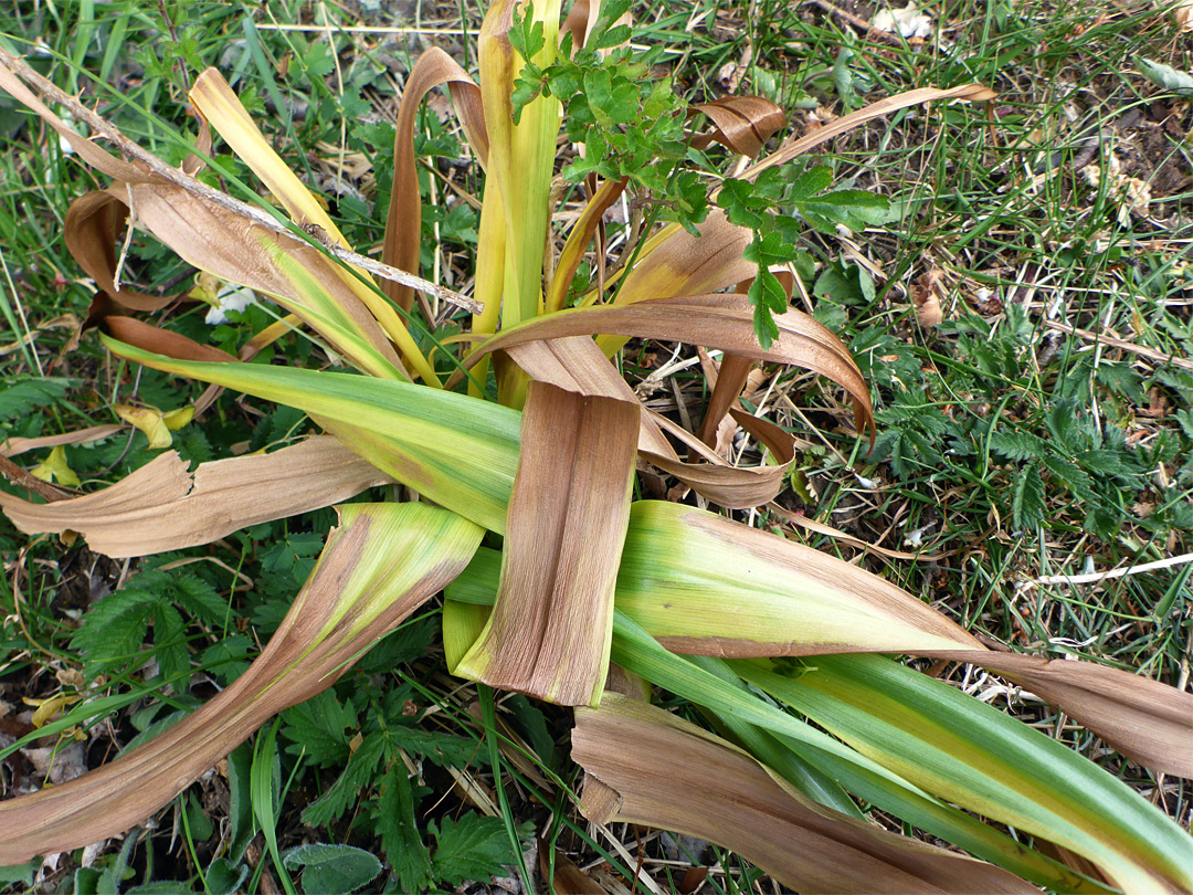 Withering leaves