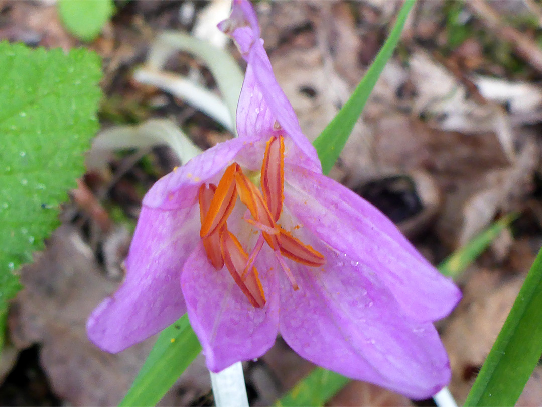 Styles and stamens