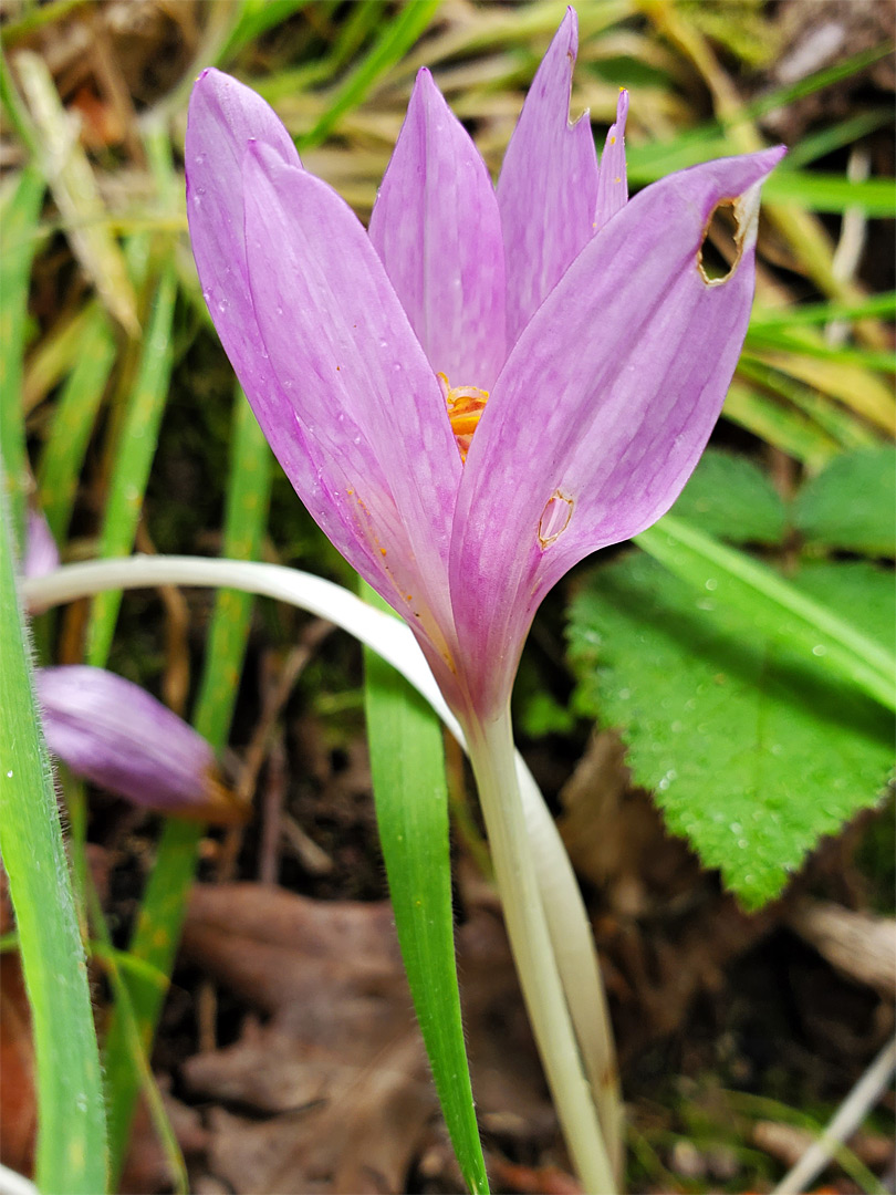 Six-lobed flower