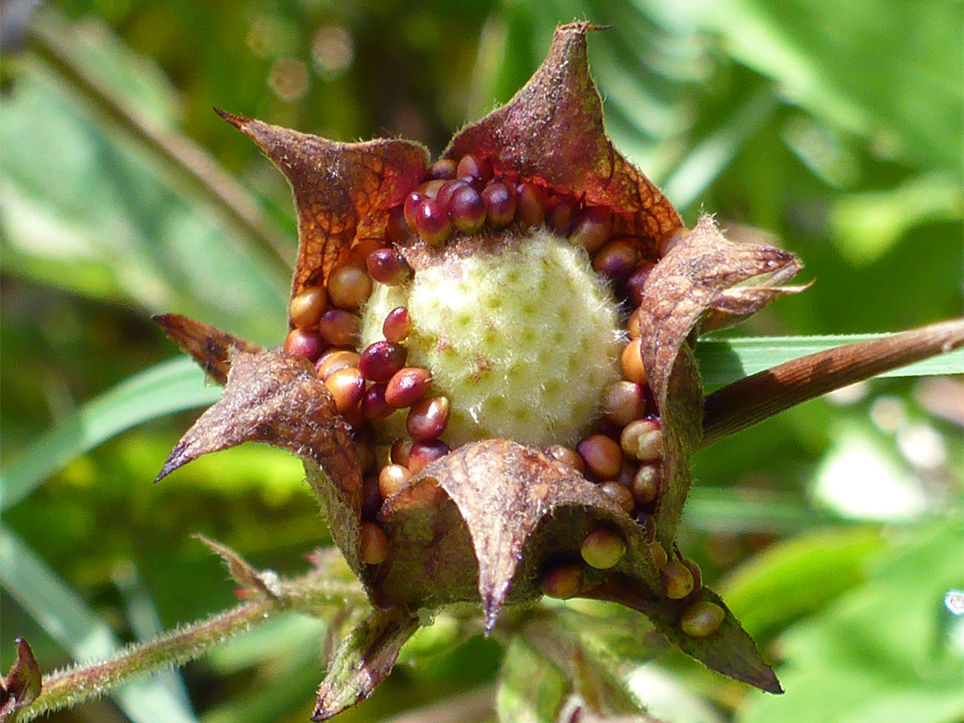 Developing fruit