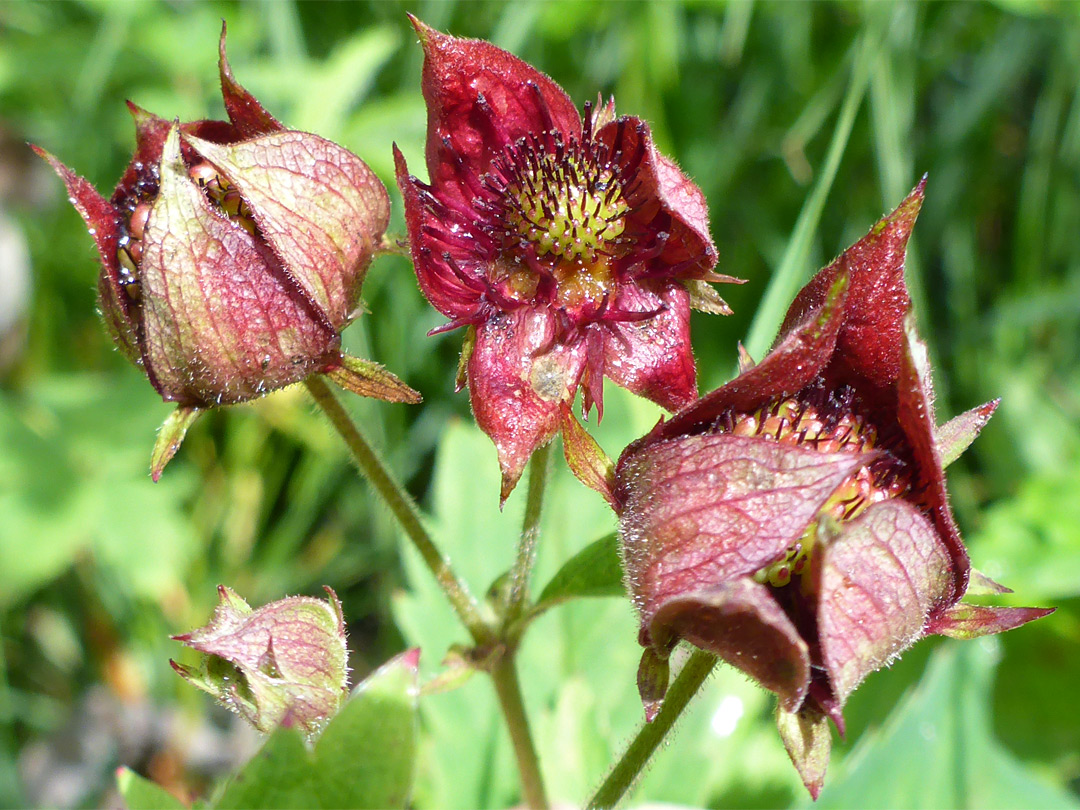 Three flowers