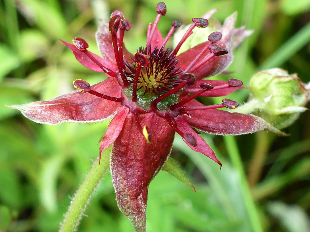 Marsh cinquefoil