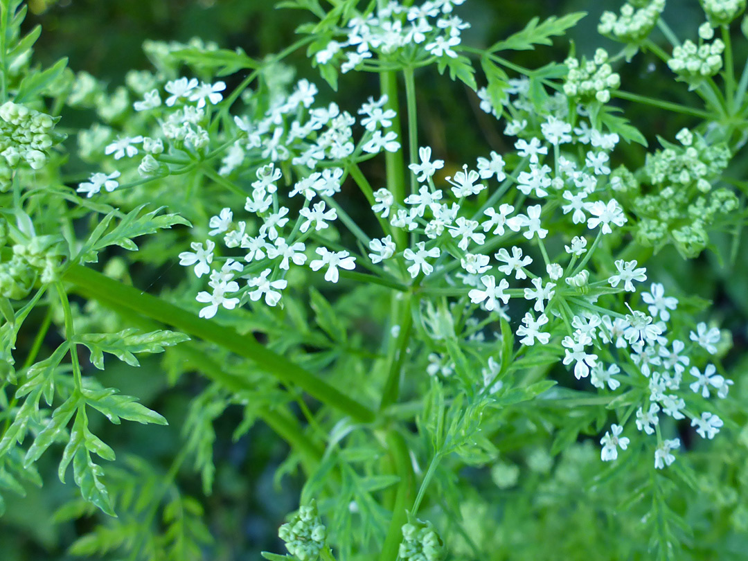 Tiny white flowers