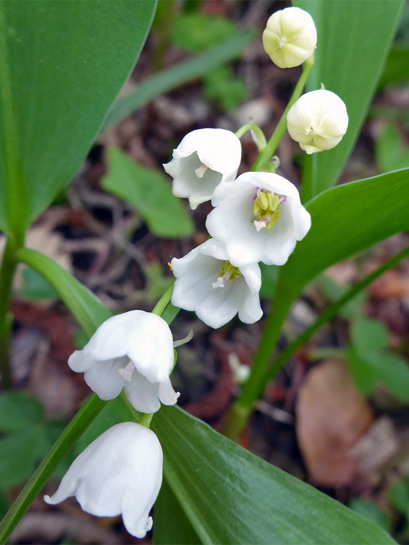 White flowers