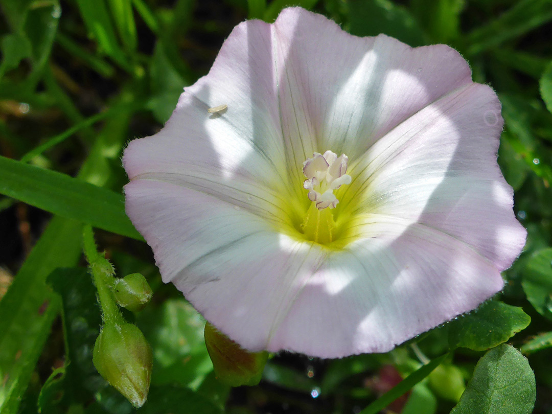 Pale pink flower