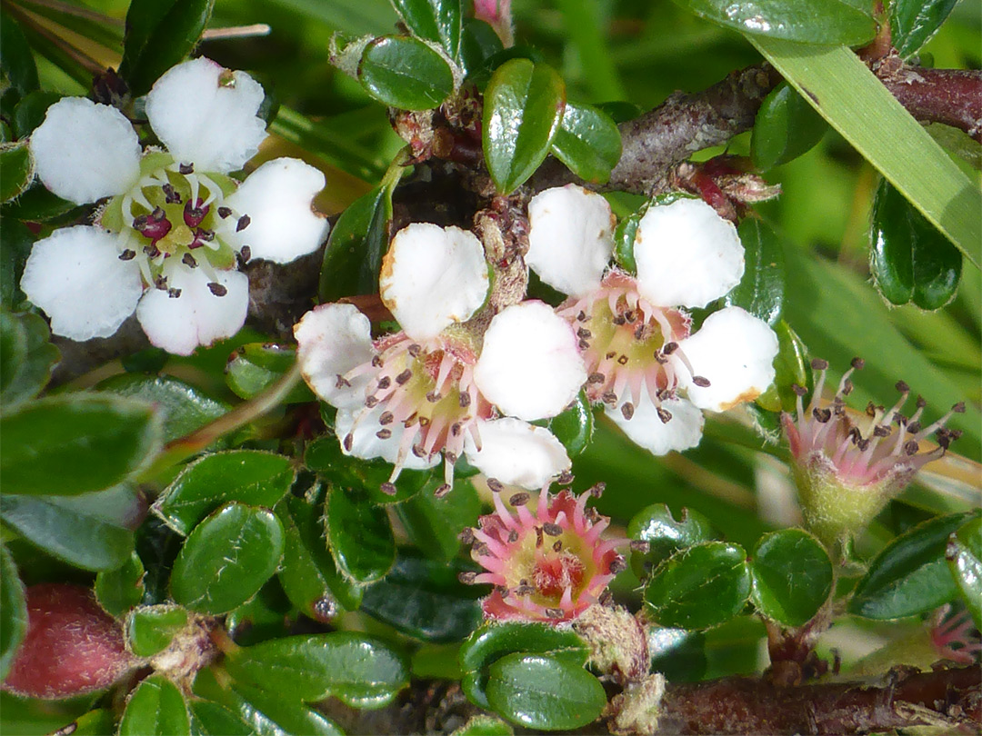 White flowers