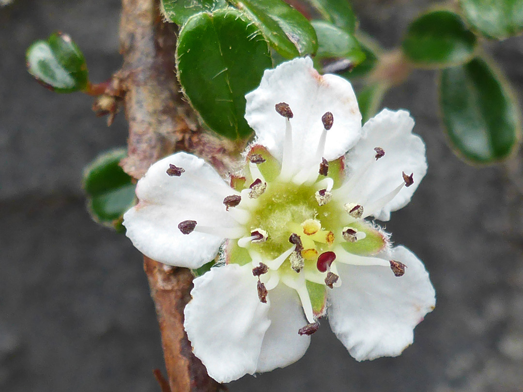 Cotoneaster