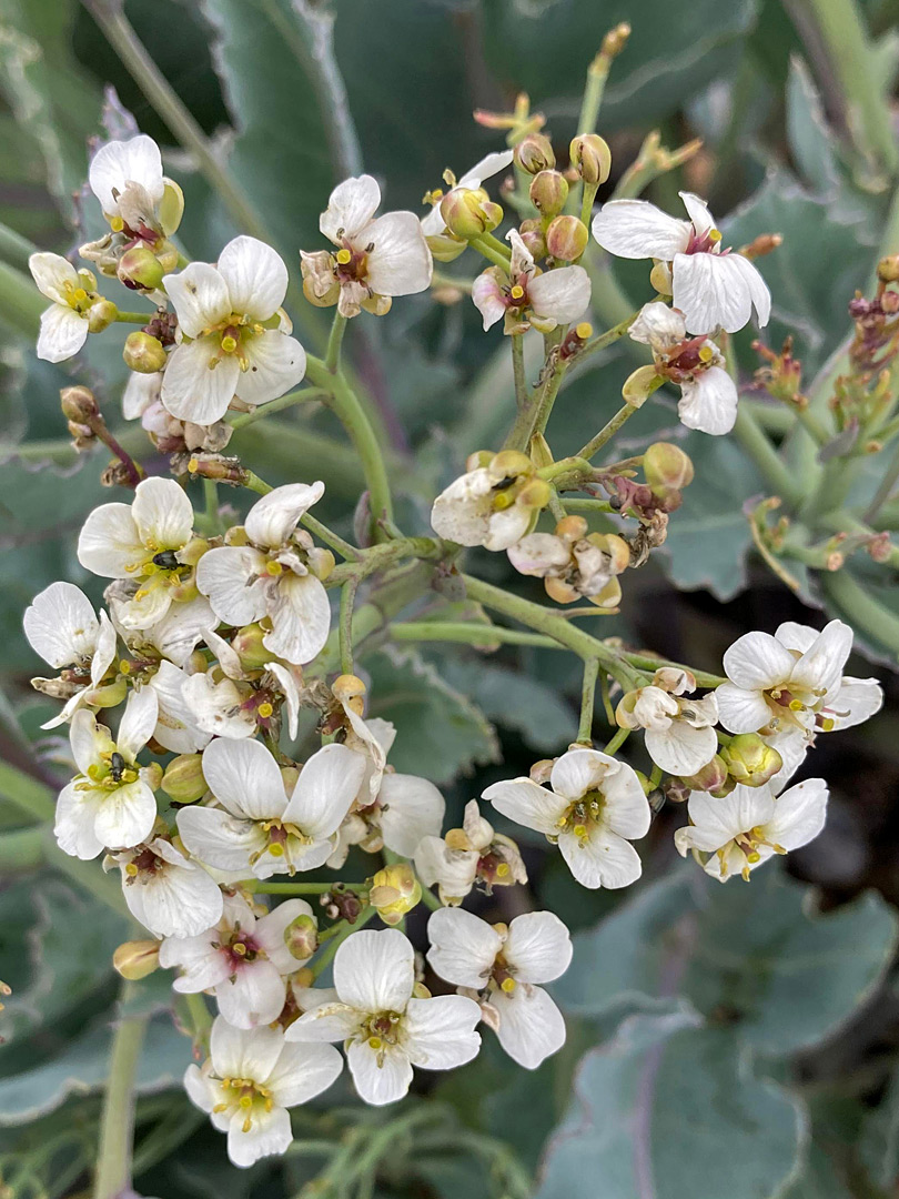 White flowers