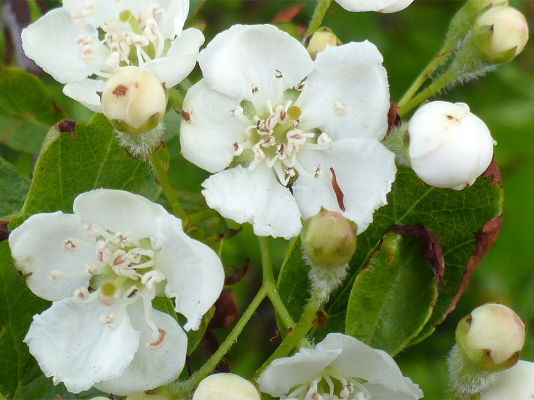 White flowers